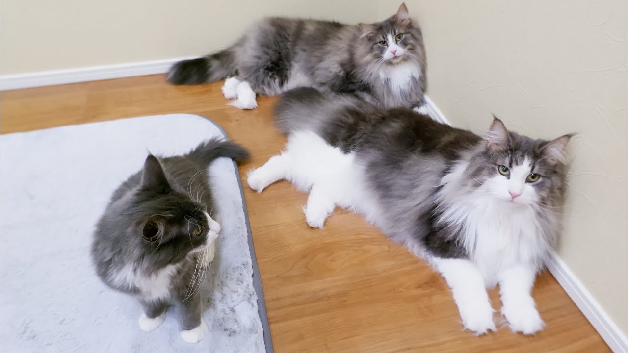 【家族♡】ノルお兄ちゃん兄弟と仲良くなった、仔猫ターキッシュアンゴラ♡