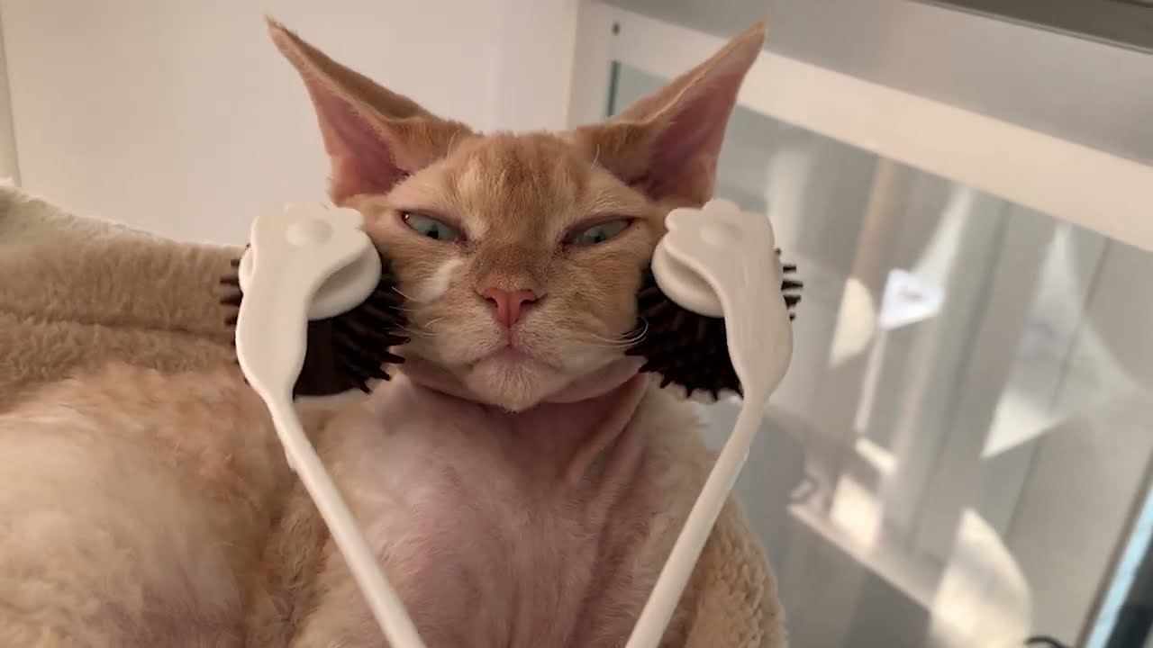 デボンレックス猫にマッサージをしてみました(Bought a new massage brush for Devon Rex cat)