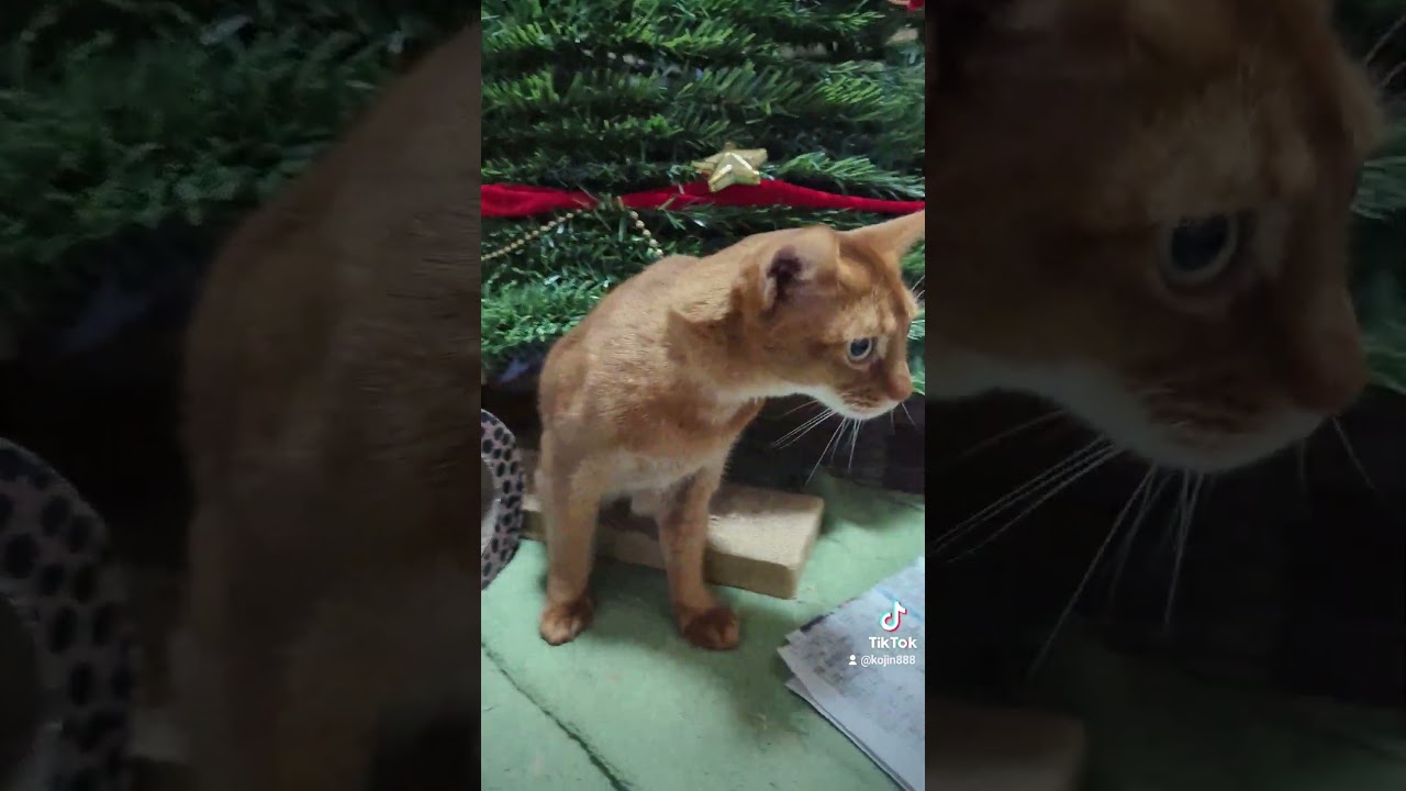 12/23ツリーハウスあびにゃん（´・ω・`）#ねこ#猫#cat#アビシニアン