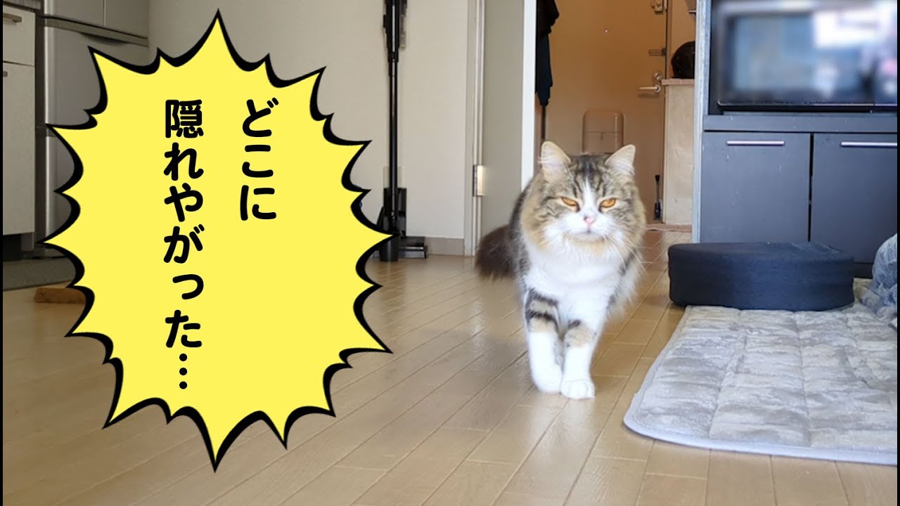 助けてください…飼い猫に追いかけ回されて困っています…