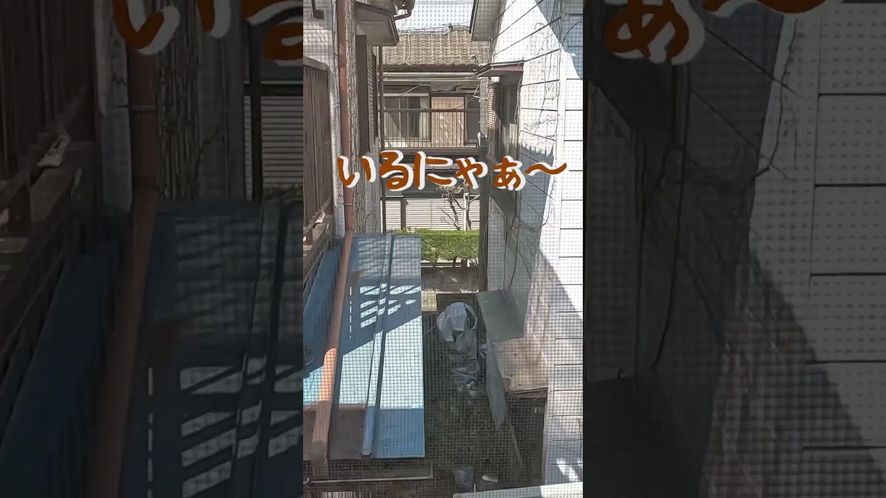 頑なに窓の外を見せてくれないベンガル猫w #shorts