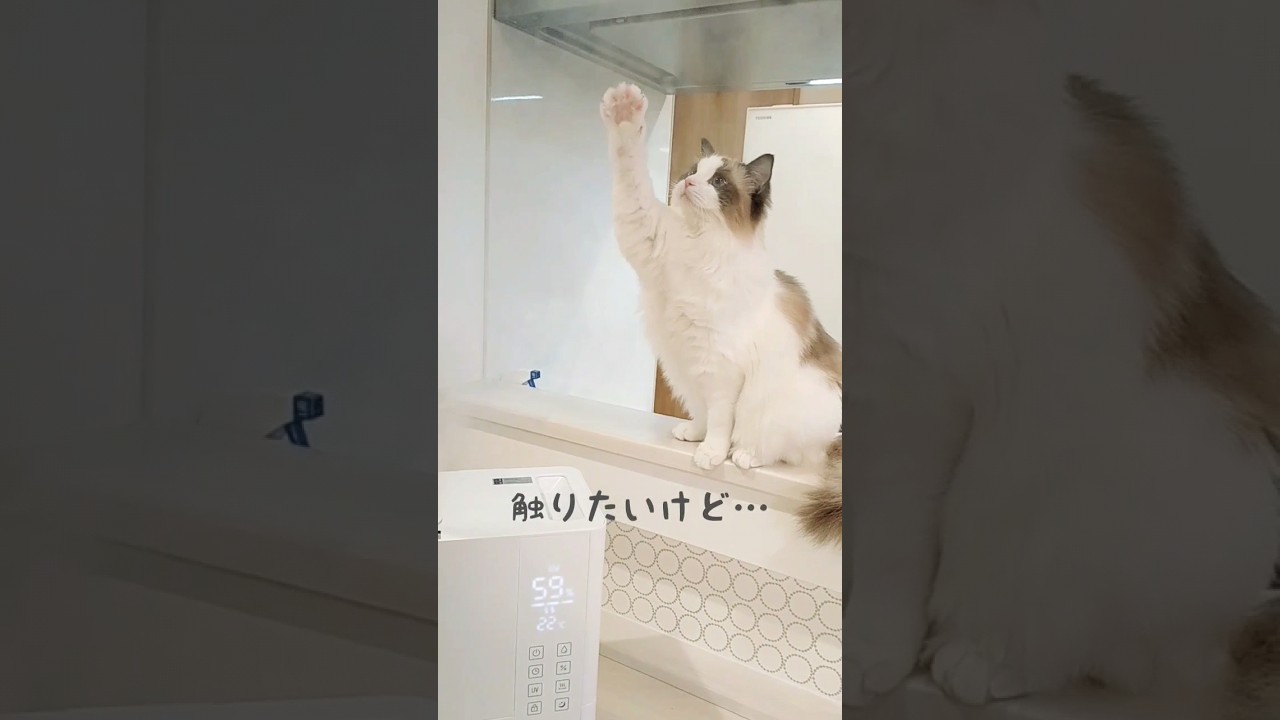 加湿器のスチームを初めて見た猫さんの反応が可愛い〜♡ #ragdoll #cat #ねこ #ラグドール #shorts #ねこのいる生活 #猫 #猫の静電気対策