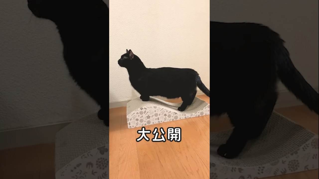 「マンチカン、足の長さを公開します!!」#shorts#かわいい猫#cutecat#黒猫#マンチカン#短足猫#猫