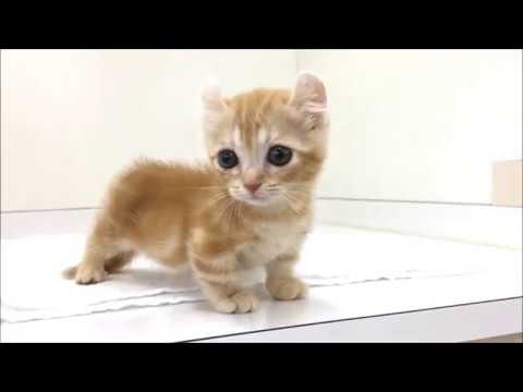 チャトラで可愛いキンカロー☆