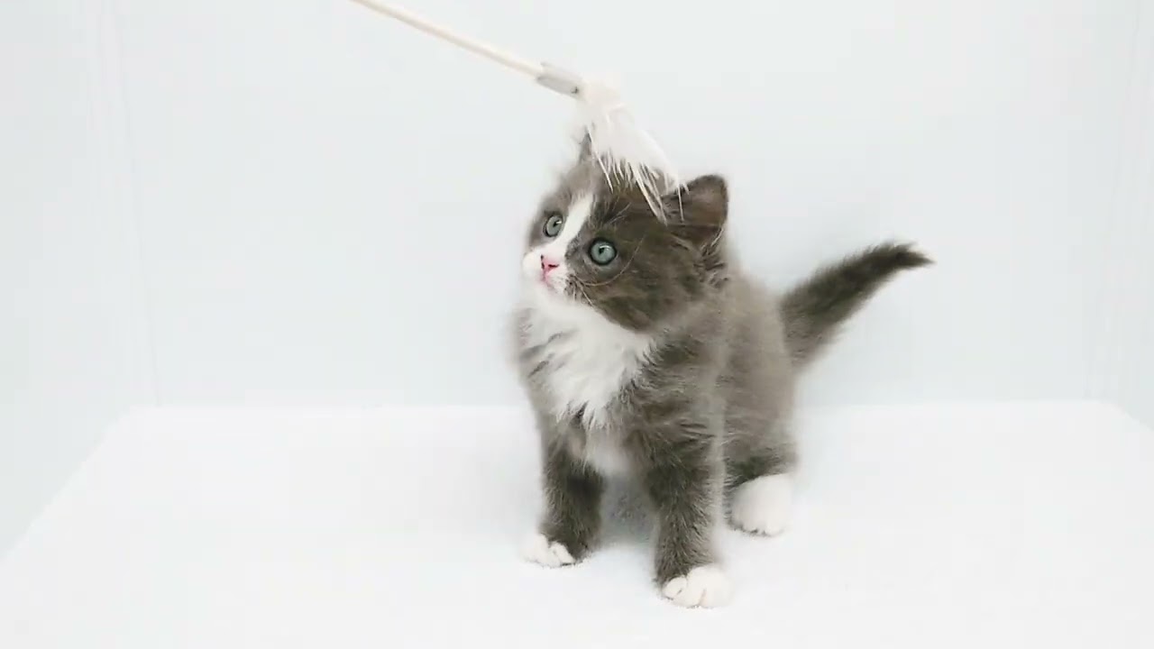 【サイベリアン】ようこそ高井戸店へ