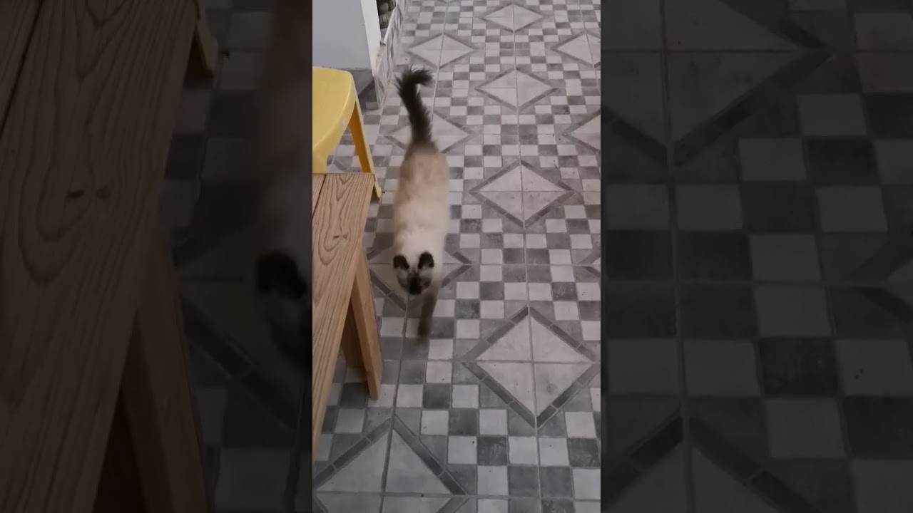 قطة المنزل