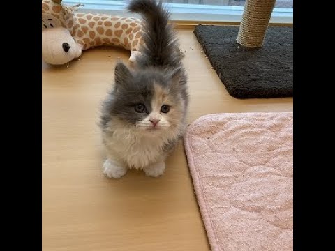 【店頭デビュー】マンチカン