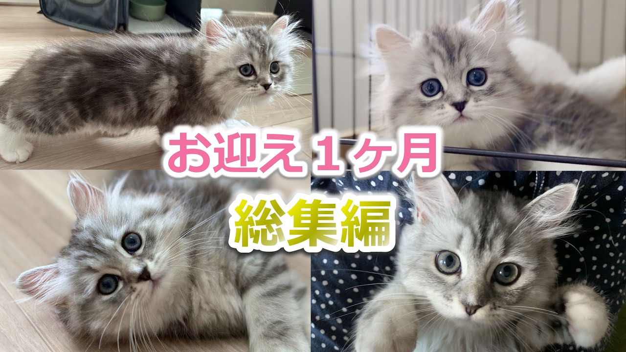 【総集編】ミヌエット子猫をお迎え１か月の成長記録がかわいい！