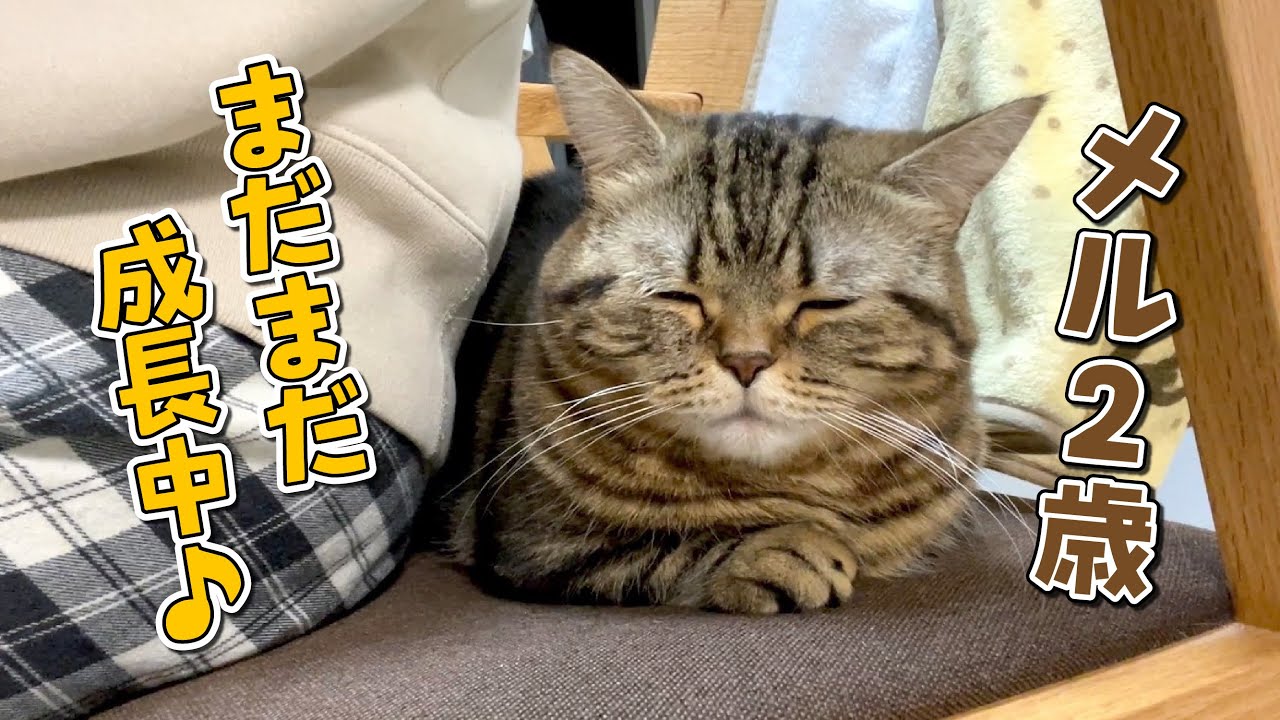 ゆっくり甘えん坊に成長していくツンデレ猫が可愛すぎる！