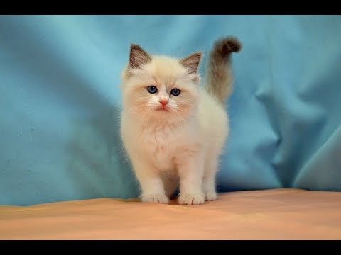 ラグドール　NO.231211　ペットショップ『ヒラマツケンネル』の子猫