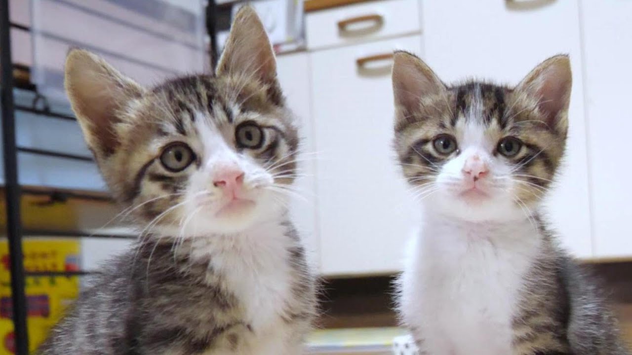 【子猫　保護猫】猫と暮らす事。について珍しく語ってみました。少しでも参考になればいいな。