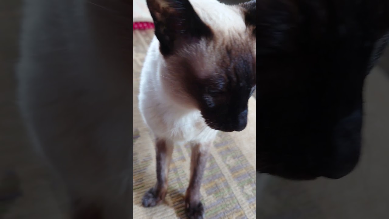 シャム猫ランちゃん20歳4ヶ月