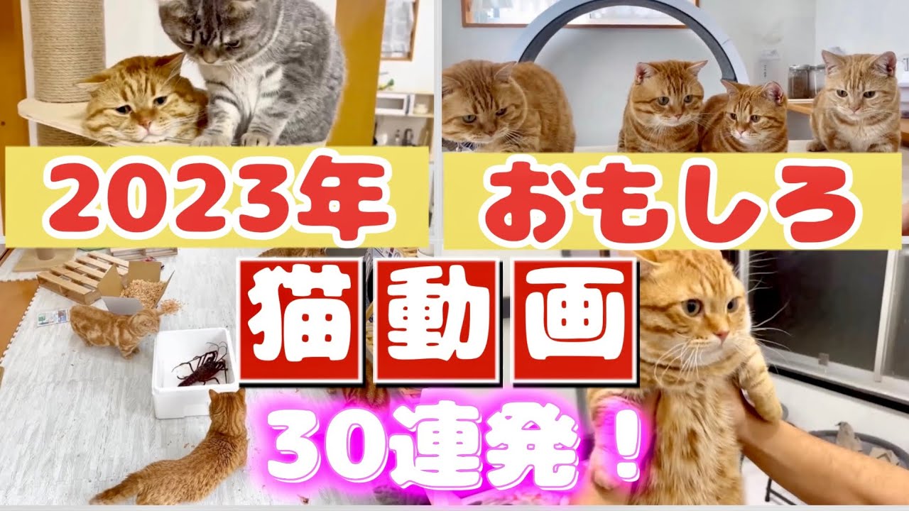 2023おもしろ猫動画30連発！ #猫 #マンチカン