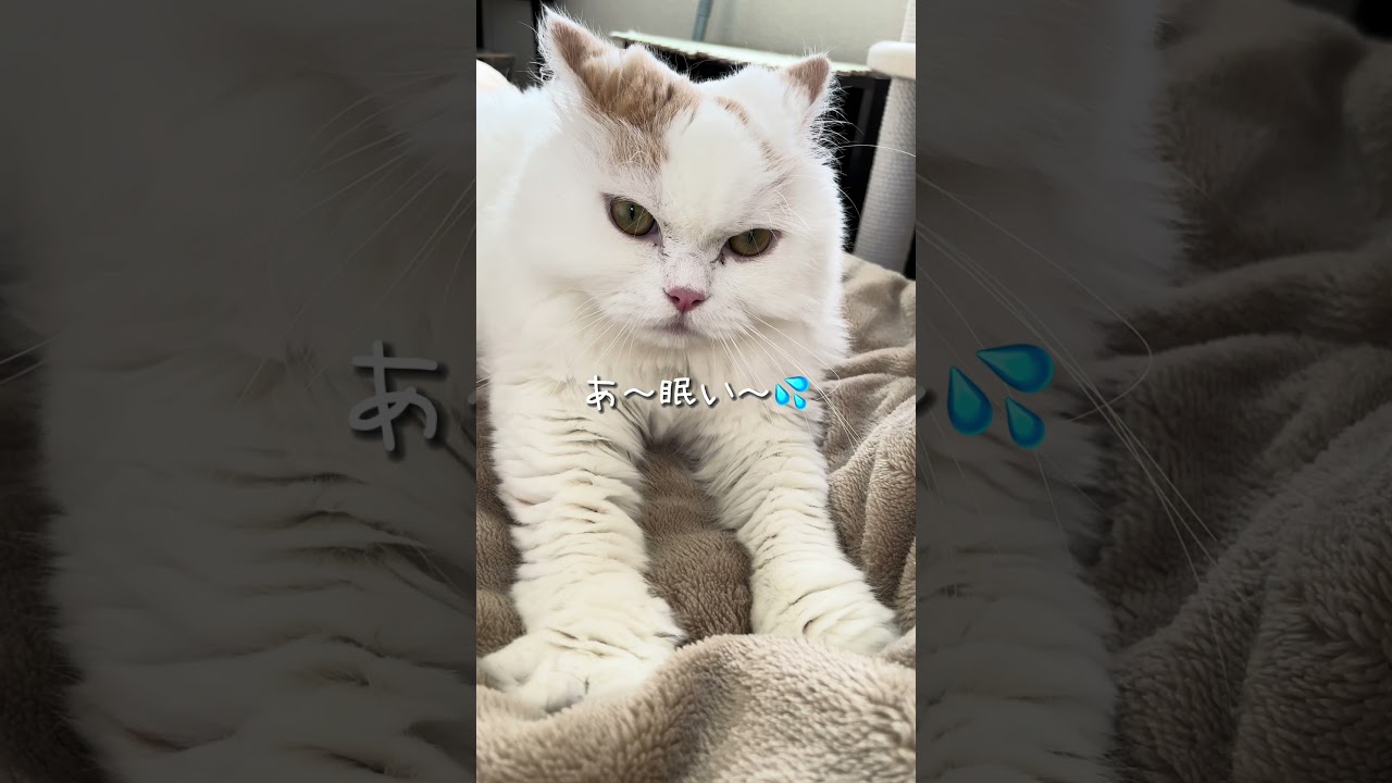 今日もふみふみ　#スコティッシュフォールド #cat #shorts