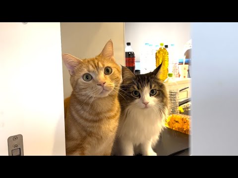 洗面所で顔を洗ってたら扉の前で待っている猫がかわいすぎた