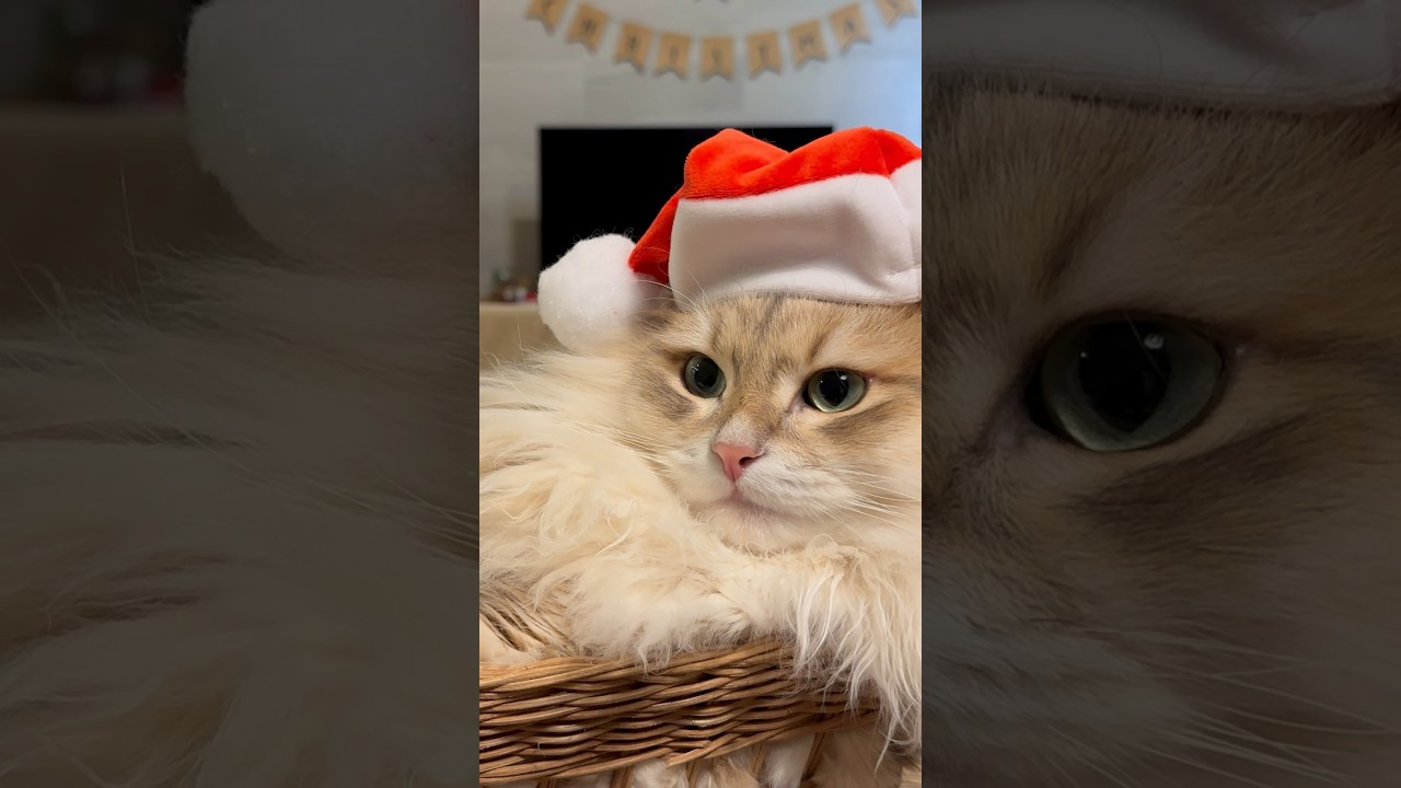 Christmas Cat 2023 #サイベリアン #猫たんしおの日常#猫のいる暮らし