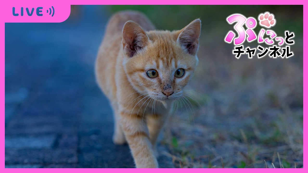 【 #ねこ 】そら＆りく＆ぴーち♪癒しのぷにっとライブ配信♪2023/12/29