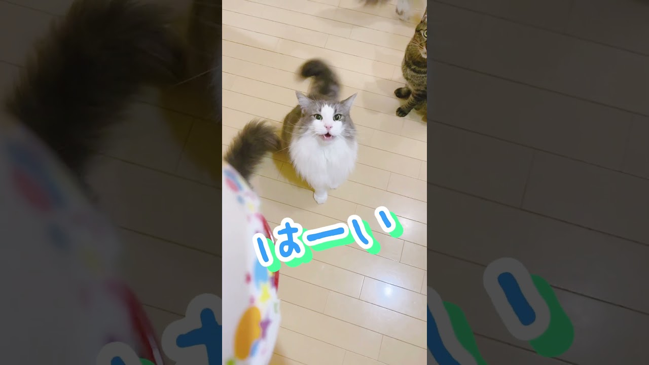 何度でも返事する猫  #cat #MIX #ラグドール #ノルウェージャンフォレストキャット