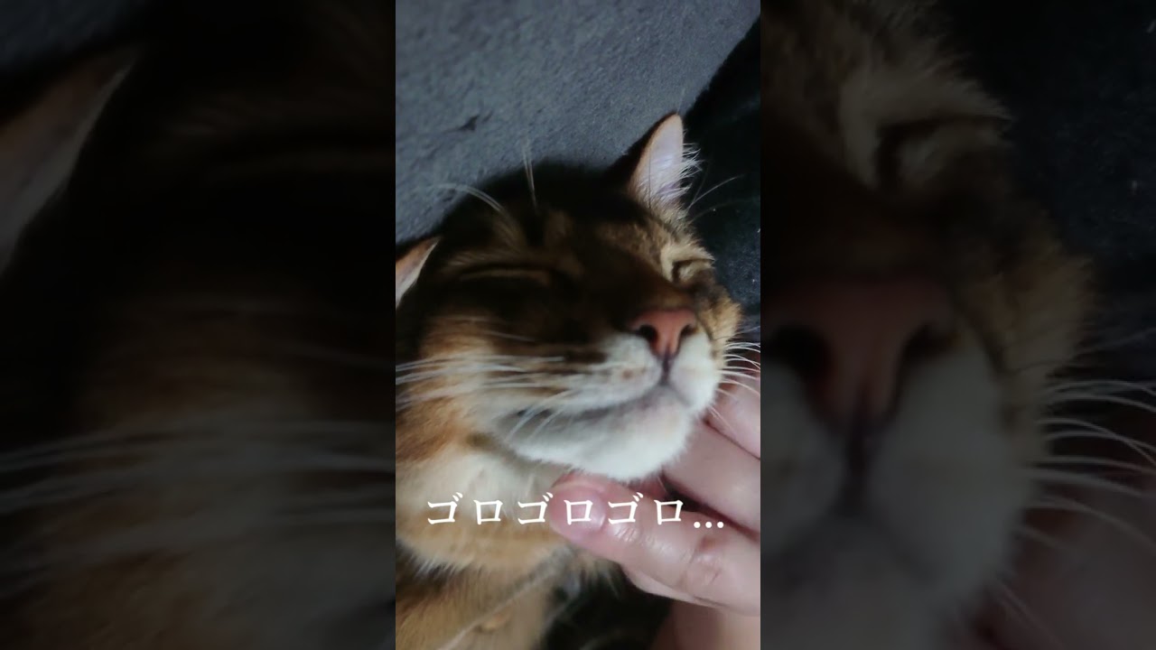 ゴロゴロ音でかい🐱#猫 #cat #고양이 #cat #ソマリ