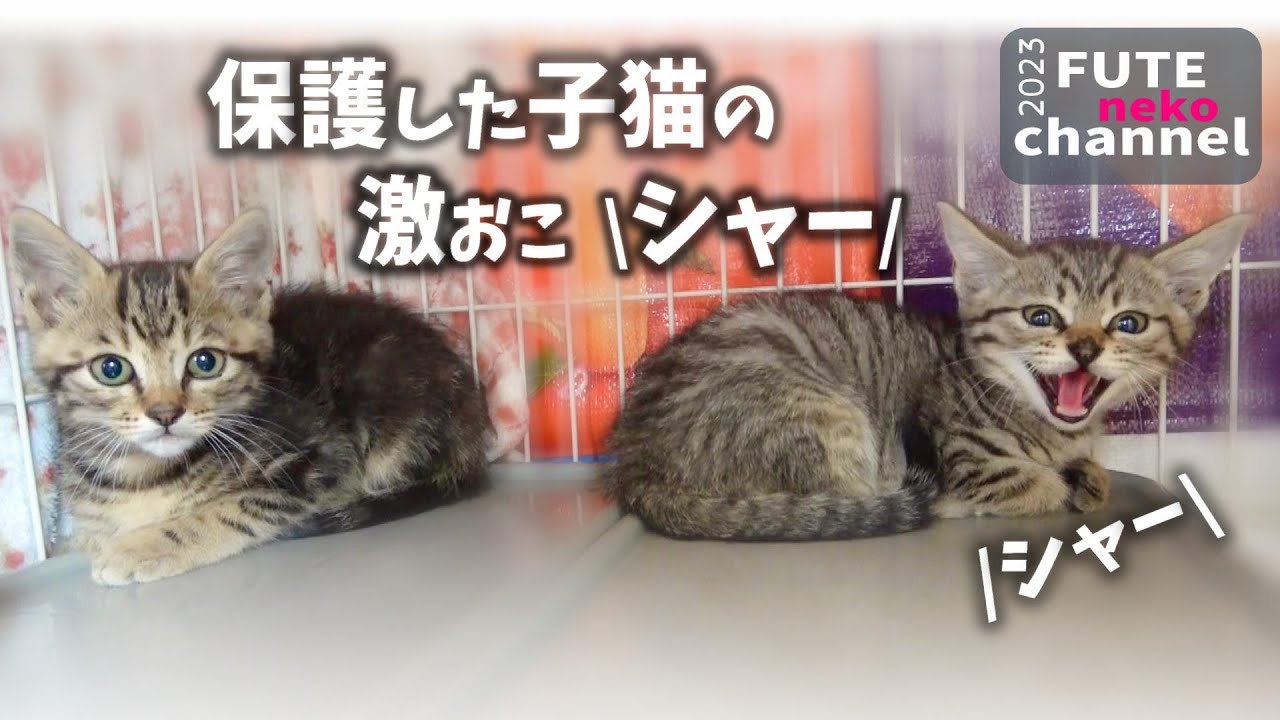 保護した子猫が激おこでシャーを連発するのです【保護子猫】