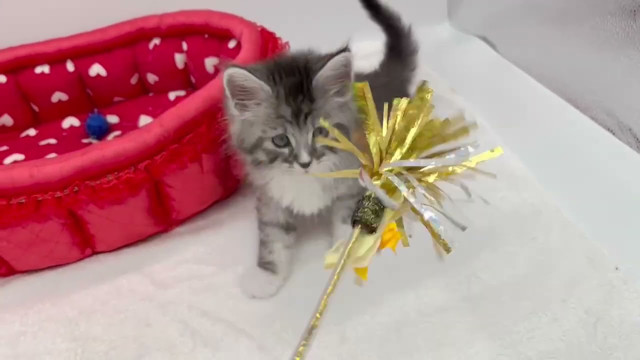 メインクーン シルバータビー&ホワイトの元気な男の子。