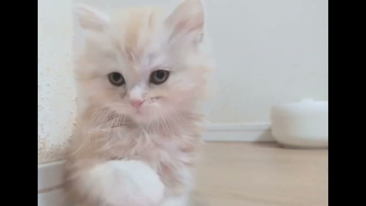 スコティッシュフォールド 立ち耳クリームタビー（ロング）の女の子♡