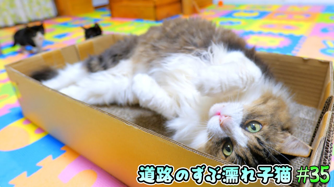裏庭最強のボス猫、完全に子猫達のいじられキャラになる‥🐈🐈【道路のずぶ濡れ子猫 #35】