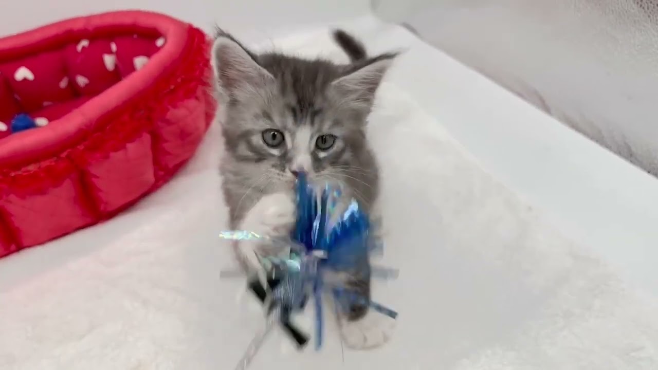 メインクーン シルバータビー&ホワイトの大きなお耳の男の子。