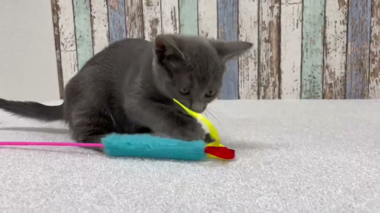 ボンベイの女の子♪