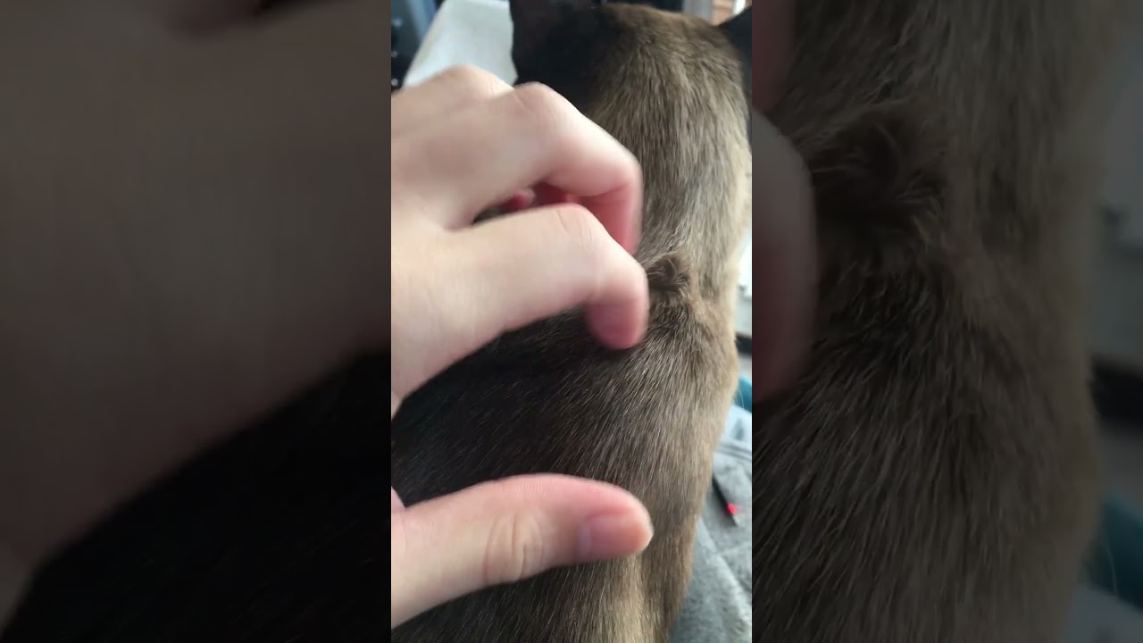 俺の膝に吸い込まれるシャム猫