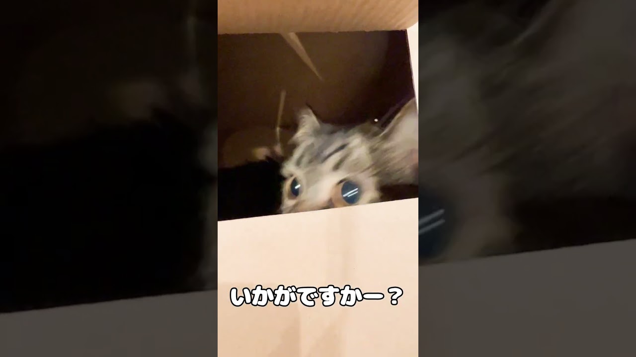 訪問販売はお断り！【マンチカンのアーサー】 #Shorts
