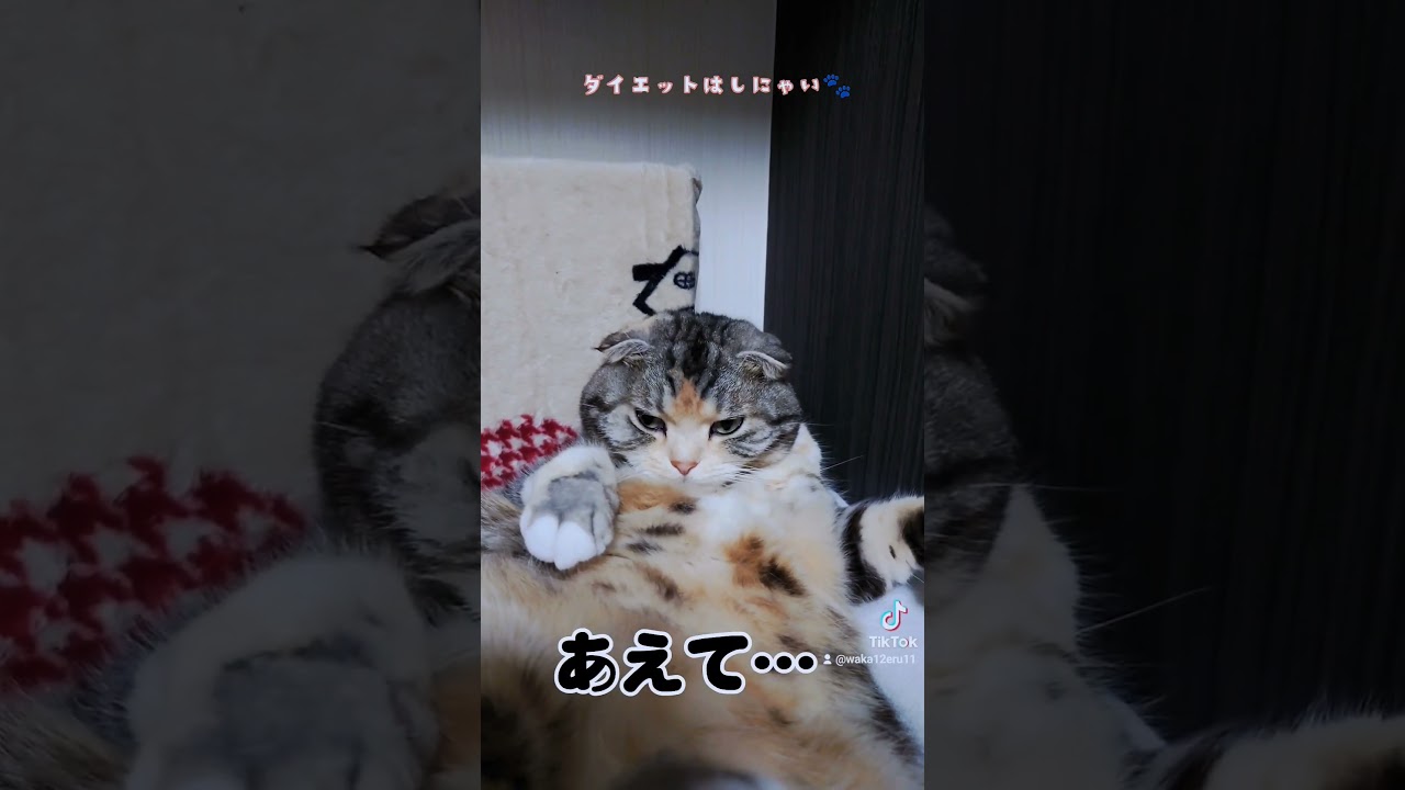 ダイエットはしない😸 #cat #スコティッシュフォールド #shorts