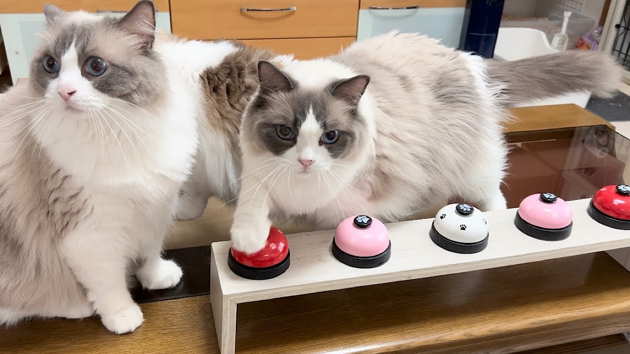 【2023年総集編】猫たちの一年間を振り返ります