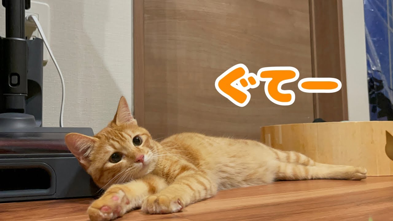 【保護猫】疲れすぎた子猫がこうなりましたwww