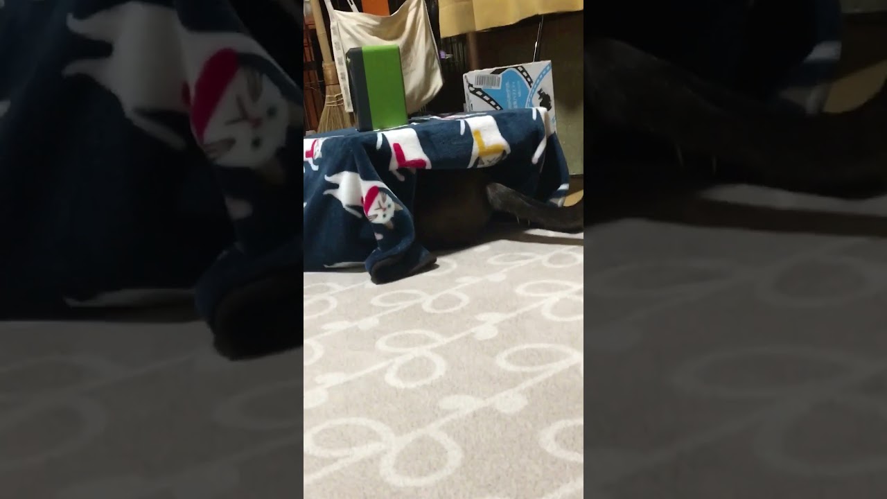 お尻丸出しシャム猫