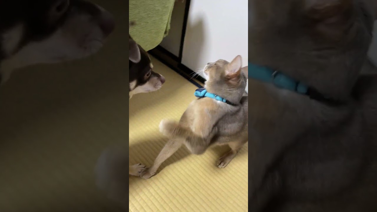 実家に帰省してもいつも変わらない猫と犬の追いかけっこ  #アビシニアン #チワワ #実家帰省
