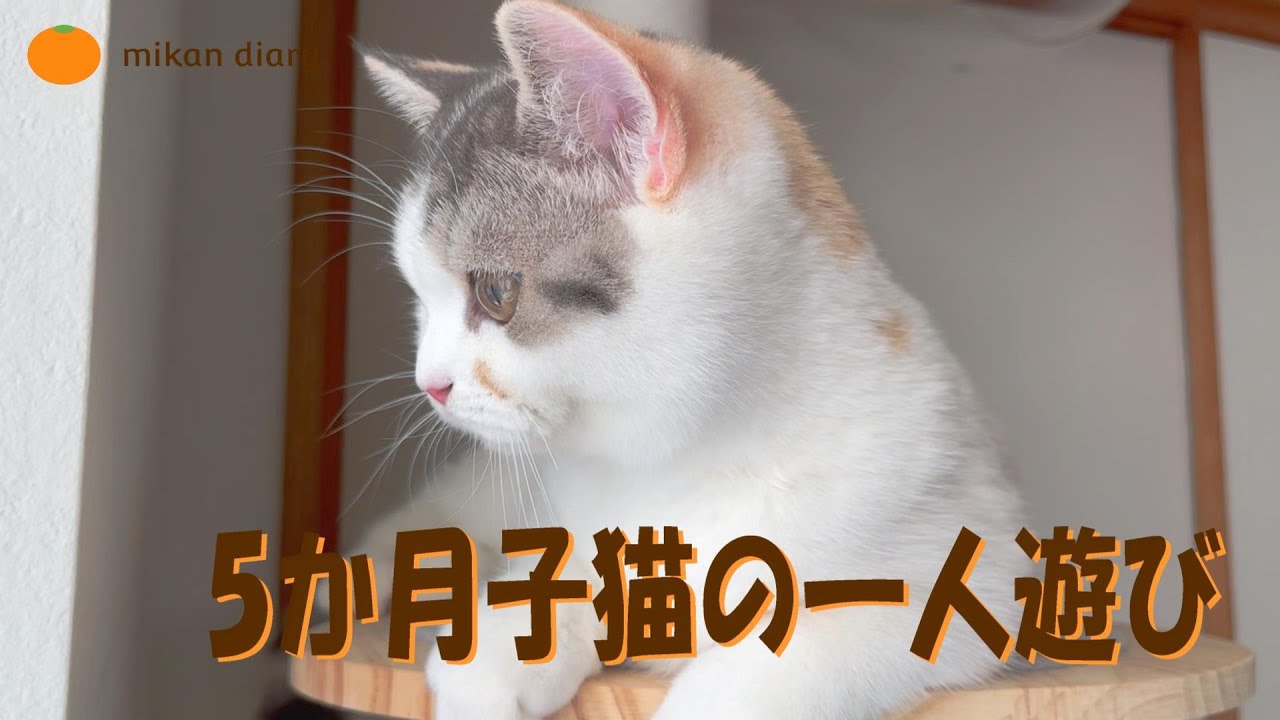 【スコティッシュフォールド】5か月子猫おてんば娘の一人遊び