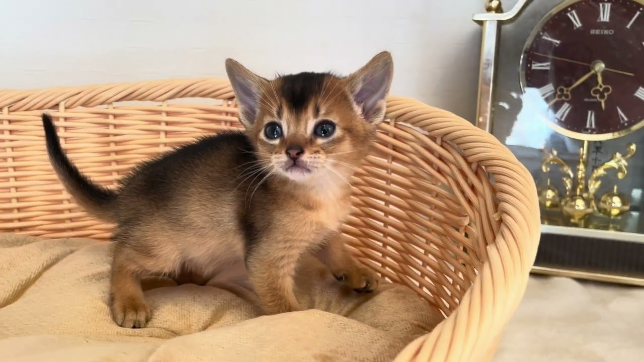 アビシニアン コロコロで可愛いアビ兄弟💕
