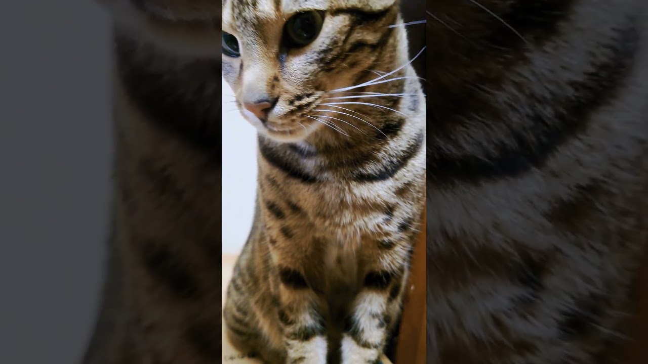 ベンガル猫　ベガ😄　 #かわいい猫 #ベンガル #猫動画 #ほのぼの #猫 #これなに　#これなに猫