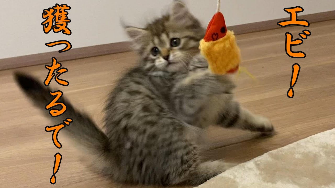 子猫、エビと格闘する_episode3 【サイベリアン】【猫】【ネコ】