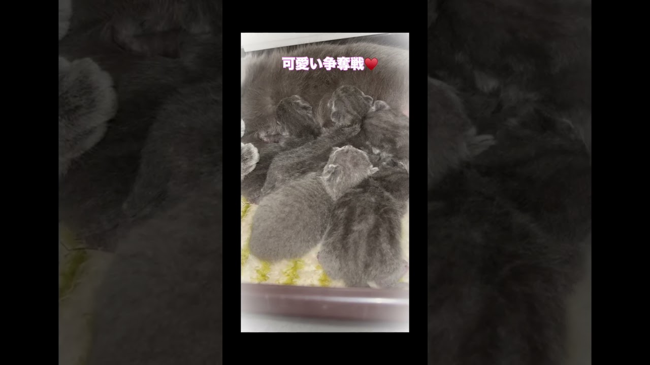 #shorts 【シャルトリュー子猫　5日目】順調に成長中！