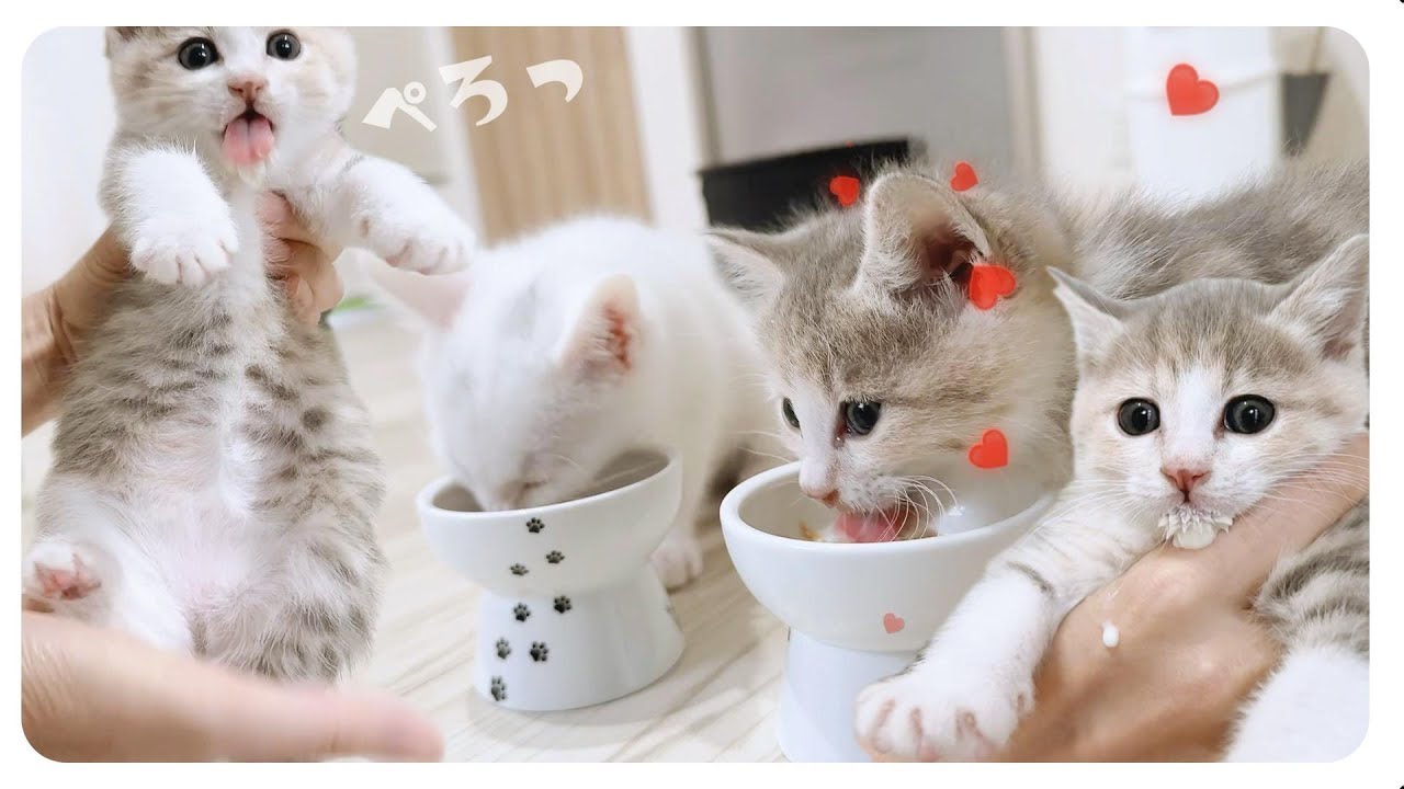 【子猫】離乳食からのミルクからの追いミルク★モフモフがスゴイ【保護猫生活47日目】