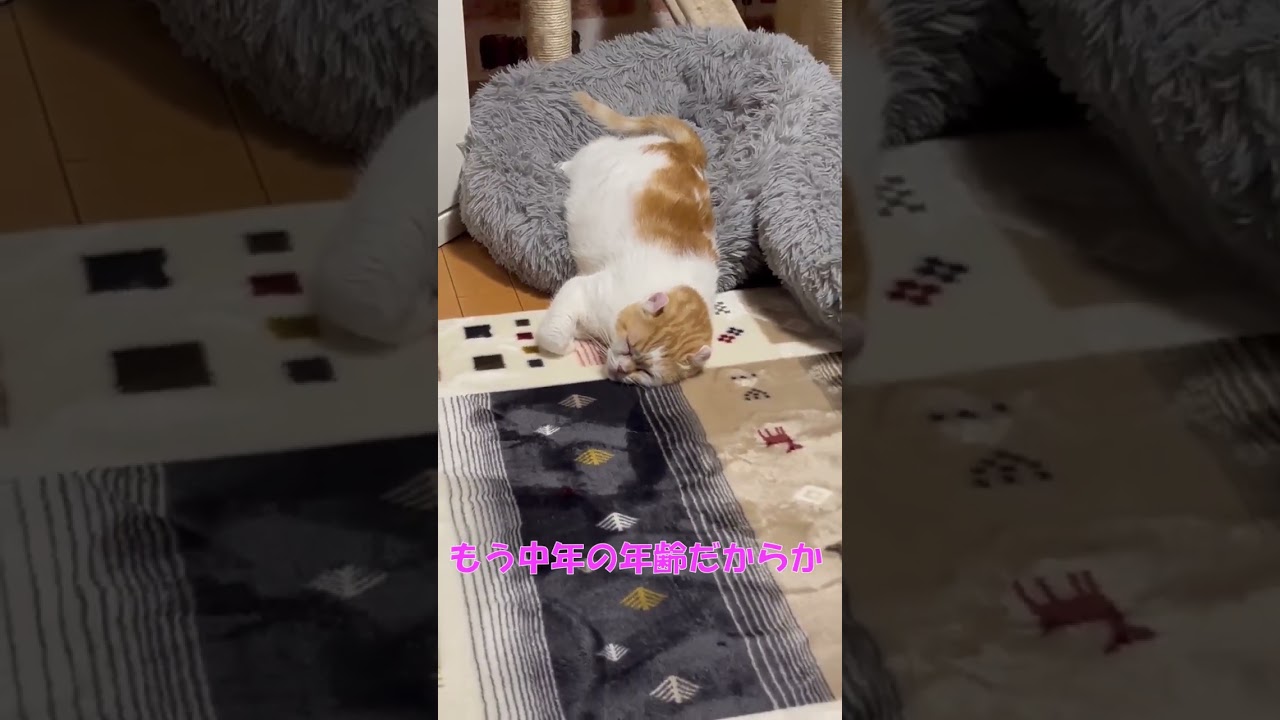 力尽きて？寝る猫 #shorts  #猫 #アメリカンカール #cat