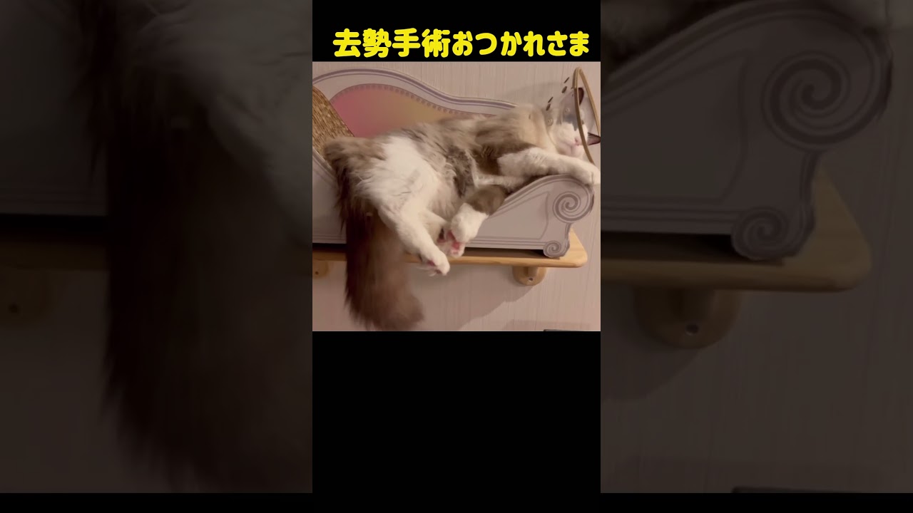 【猫動画】まだまだ進化し続けるラグドールの銀次郎😈⚡️#shorts #猫 #cat #ラグドール
