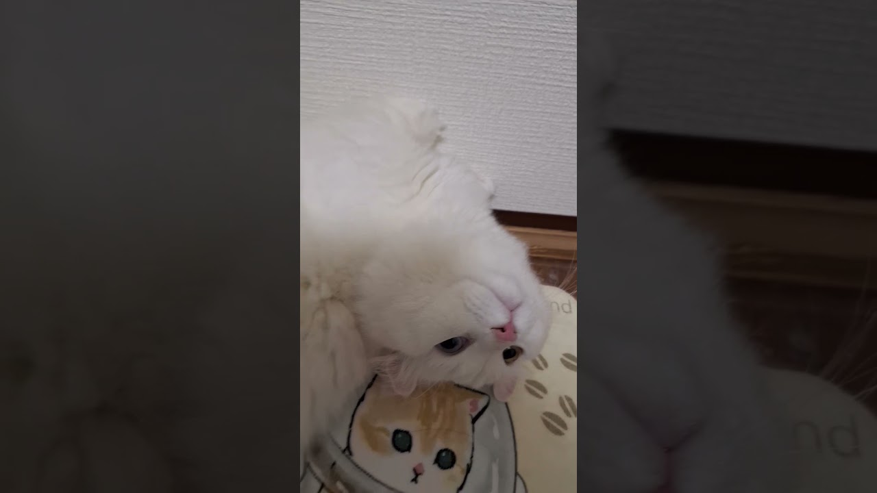 【キンカロー】足が短くて可愛いラビちゃん#猫#cat#白猫#shorts