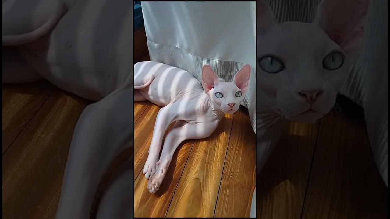 カーテンの裏で日向ぼっこする毛のない猫【スフィンクス猫】