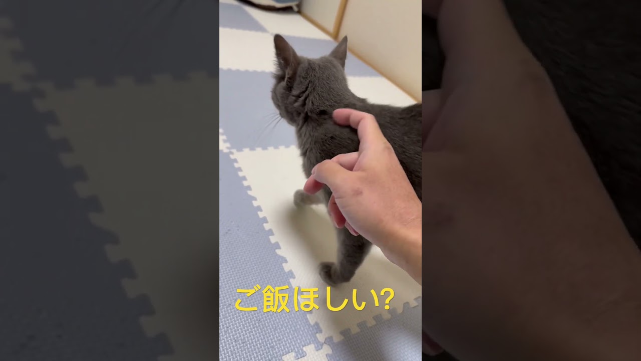 ご飯の為にスリ〜💛スリ〜💛（ロシアンブルー）#shorts