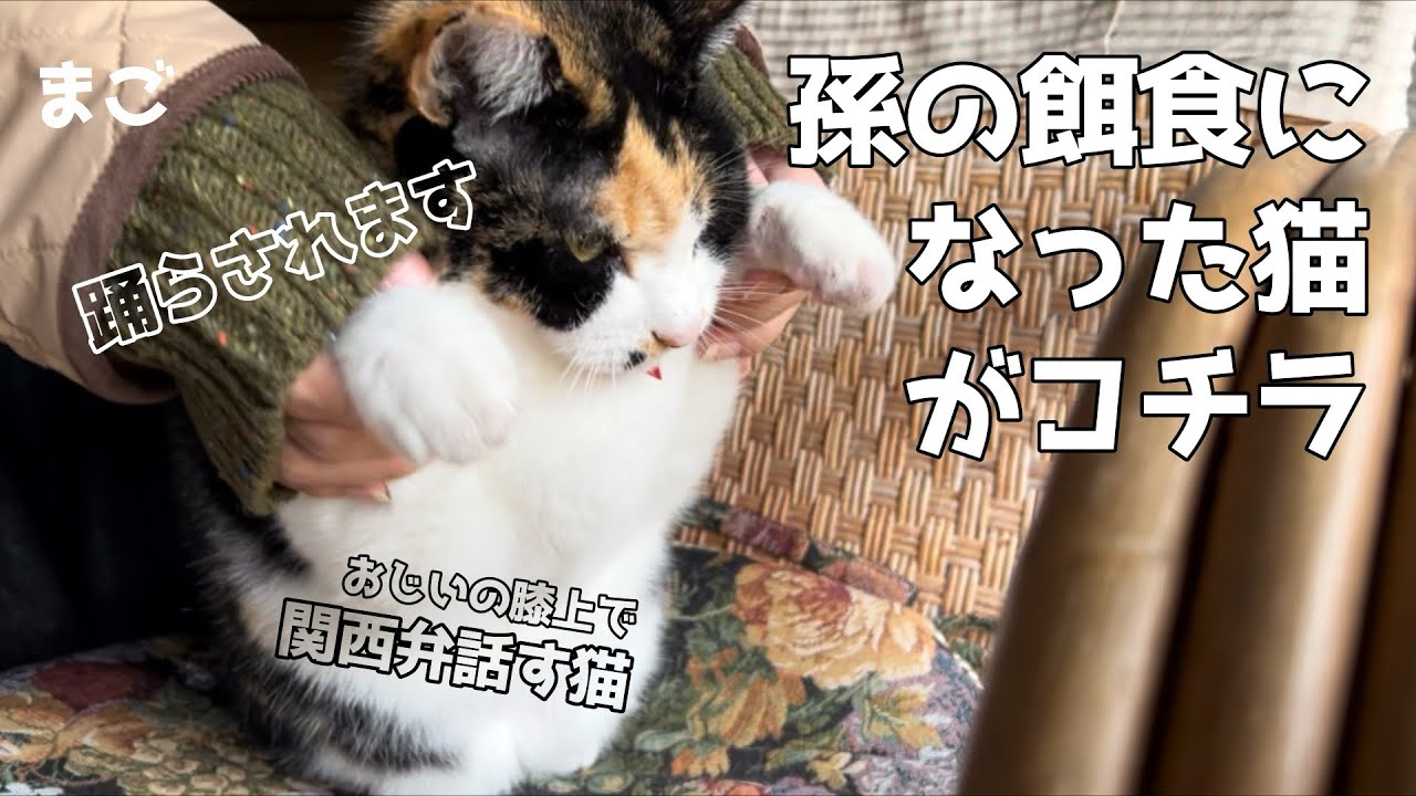 孫の餌食になる猫がまん丸モフモフ癒しすぎた！そして【奇跡】関西弁喋った､､、？半年ありがとうございました