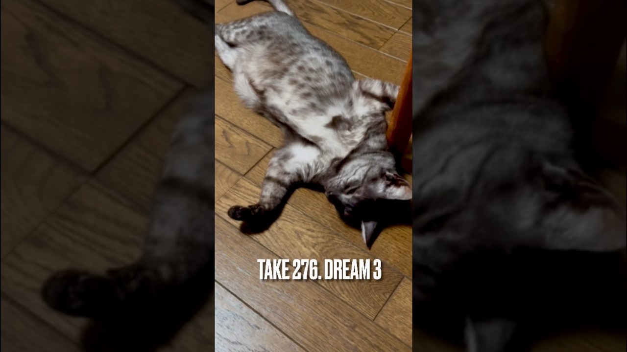 #ピクピク 動いて#エイリアンと交信中 にゃ❗️#眠り猫 #sleepingcat #エジプシャンマウ #egyptianmau #夢見る猫 #xfiles #shorts