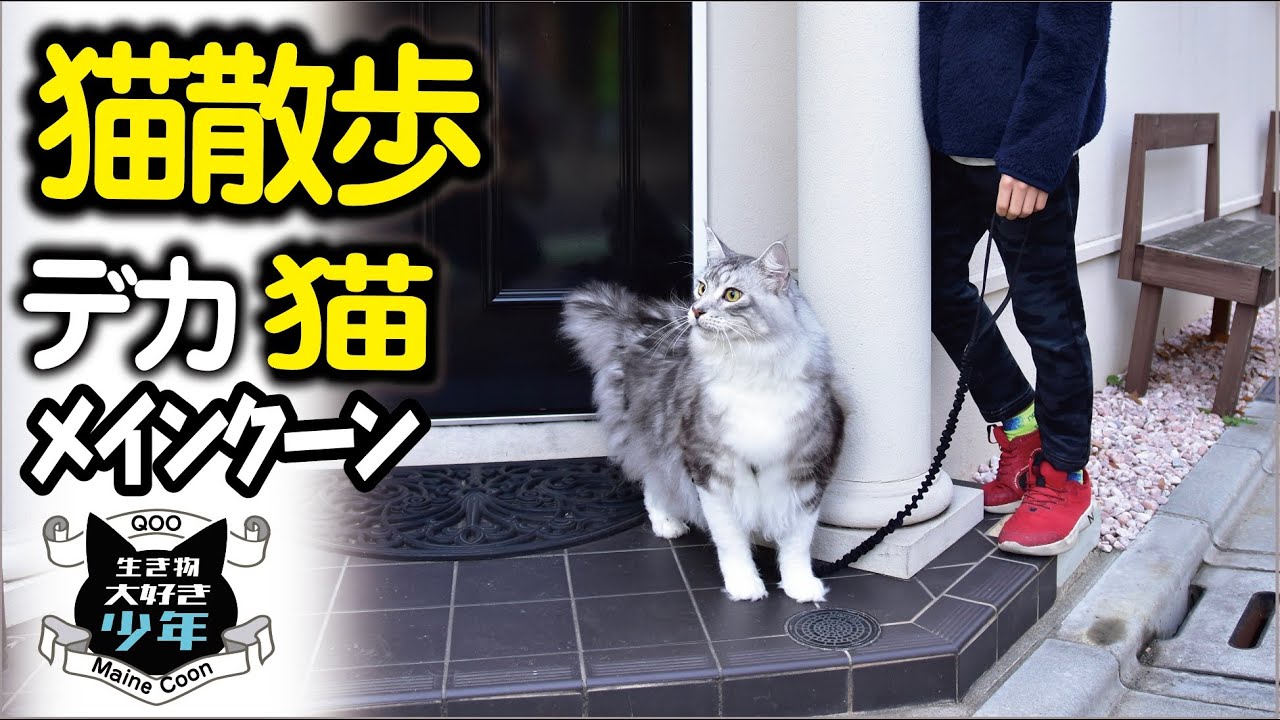 【メインクーン】大型猫が散歩すると犬と間違えられる？！